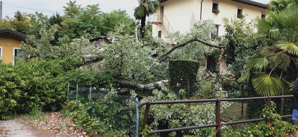 Furia del vento: enorme albero cade ad Aquileia, amianto dai tetti a Romans